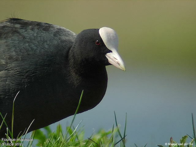 Eurasian Coot