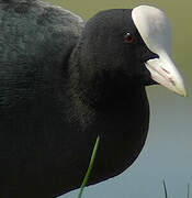 Eurasian Coot