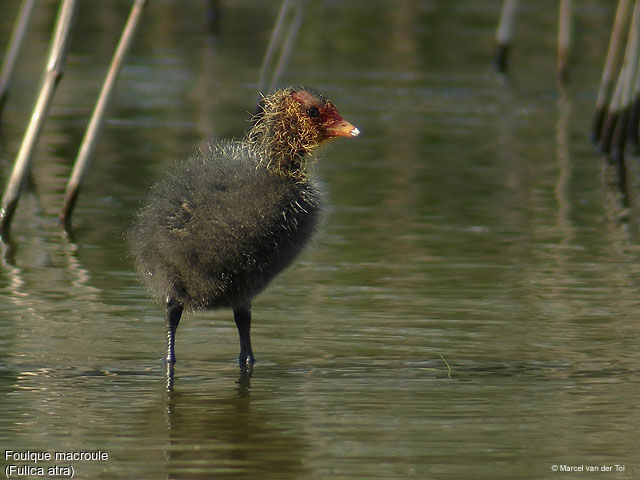 Eurasian Coot