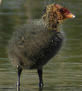 Eurasian Coot