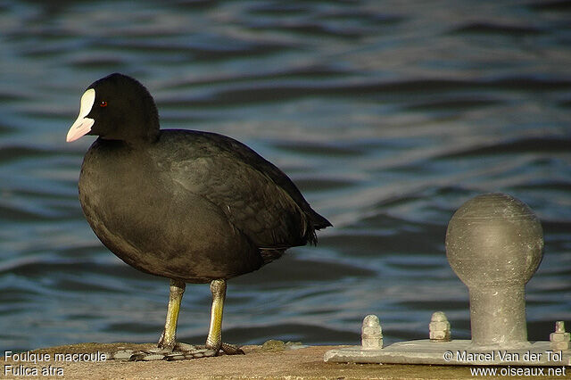 Eurasian Cootadult