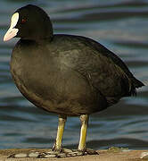 Eurasian Coot