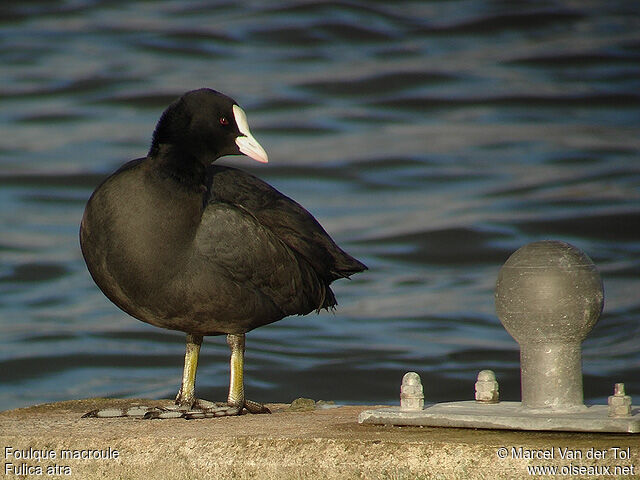 Eurasian Cootadult