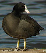 Eurasian Coot