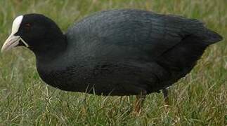 Eurasian Coot