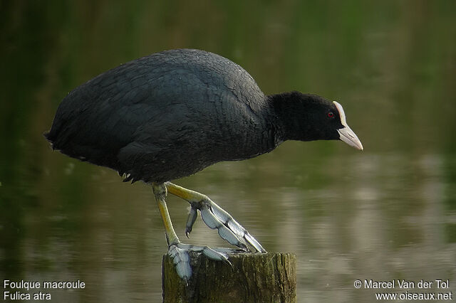 Eurasian Cootadult