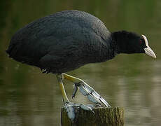 Eurasian Coot