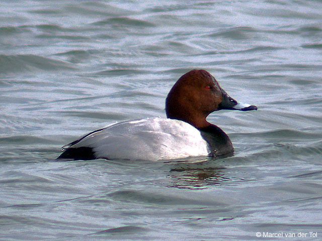 Common Pochard