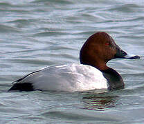 Common Pochard