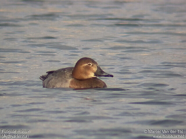 Common Pochard