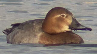 Common Pochard