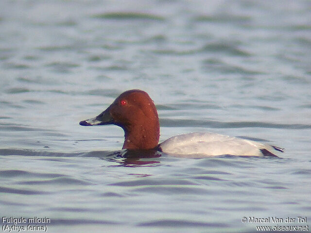 Common Pochard