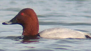 Common Pochard