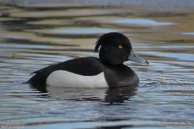 Tufted Duck male adult