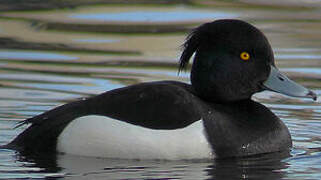 Tufted Duck