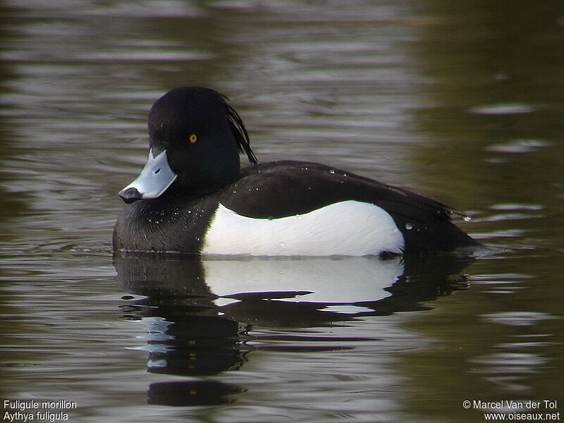 Tufted Duck male adult