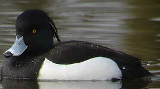 Tufted Duck