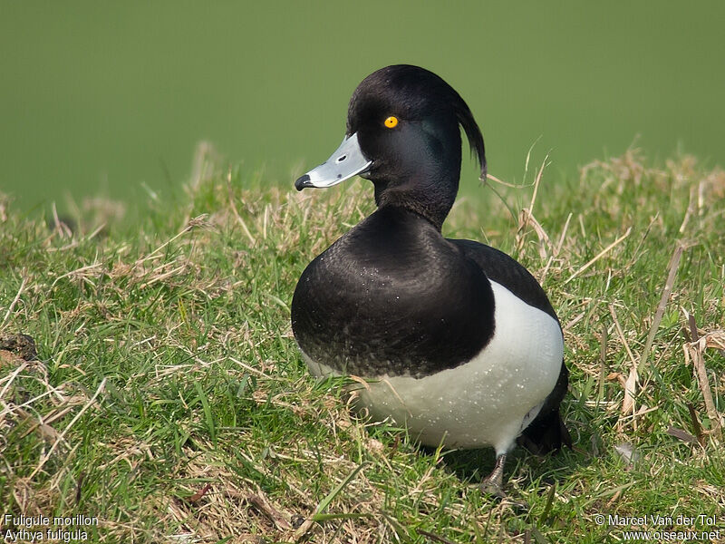 Tufted Duck male adult