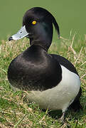 Tufted Duck