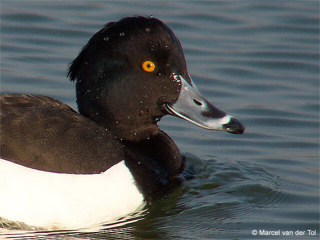 Tufted Duck