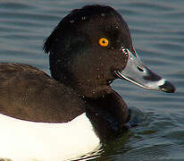 Tufted Duck