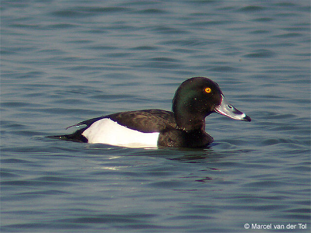 Tufted Duck