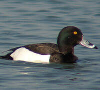 Tufted Duck