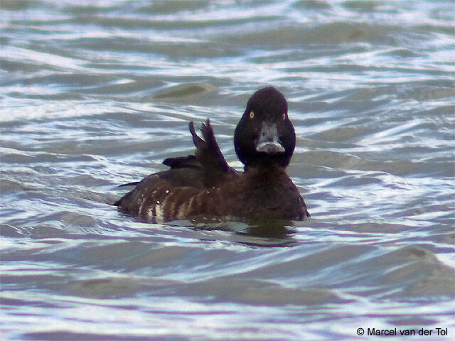 Tufted Duck