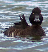 Tufted Duck