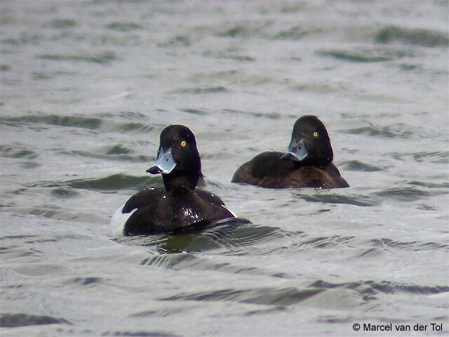 Tufted Duck