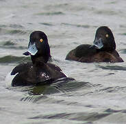 Tufted Duck