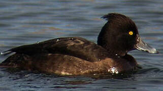 Tufted Duck