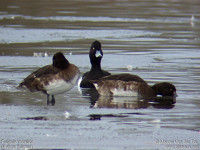 Tufted Duck