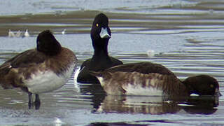 Tufted Duck