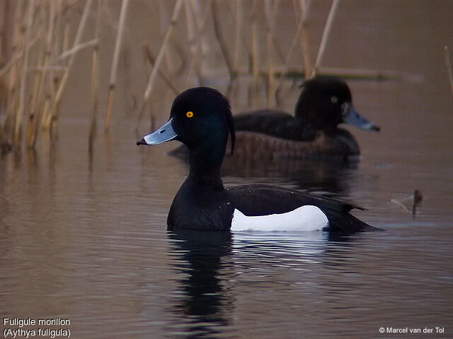 Tufted Duck