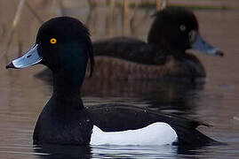 Tufted Duck