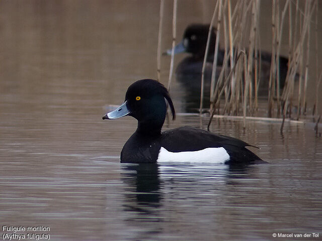 Tufted Duck