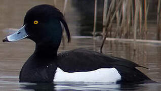 Tufted Duck