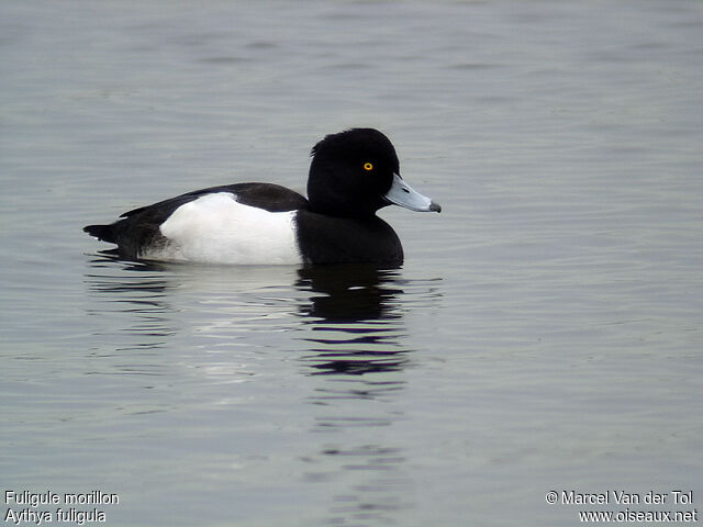 Tufted Duck male adult