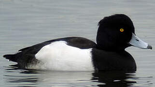 Tufted Duck