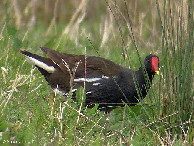 Common Moorhen