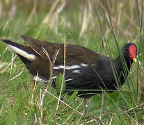 Common Moorhen