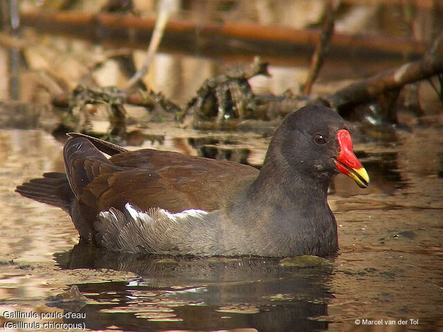 Gallinule poule-d'eau