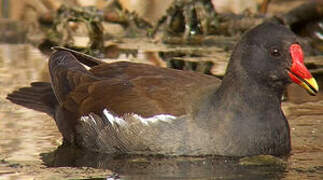 Gallinule poule-d'eau