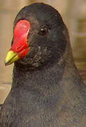 Common Moorhen