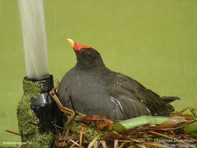 Gallinule poule-d'eau