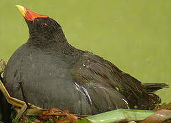 Gallinule poule-d'eau