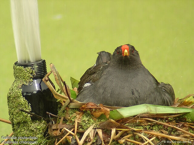 Common Moorhen