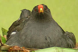 Gallinule poule-d'eau