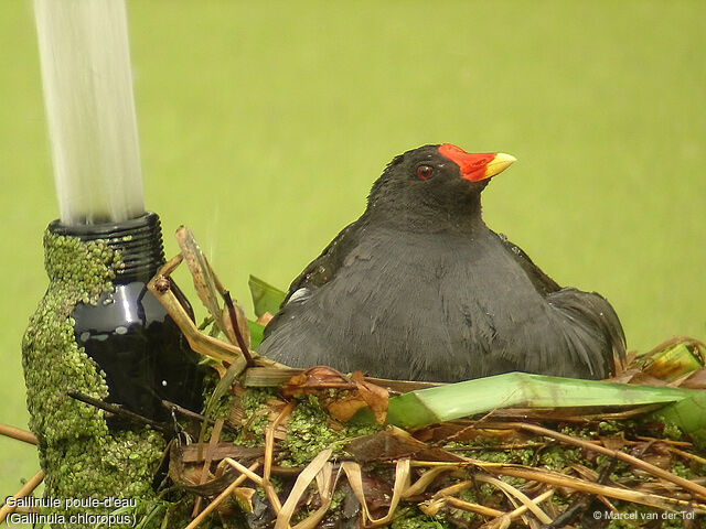 Common Moorhen